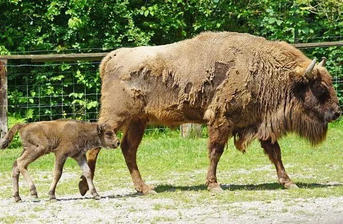 These rare European bison facts would make you love them