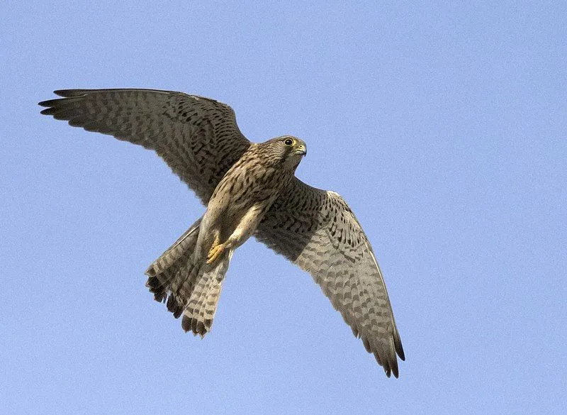 Common kestrel facts show this bird of prey species to be fascinating