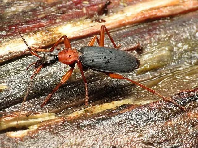 Bombardier beetle species can be found across the eastern United States.