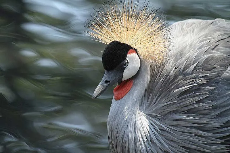 Grey crowned crane call can be described as a sharp shrill.