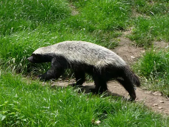 Fun Honey Badger Facts For Kids