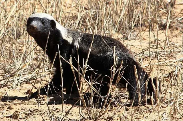 Honey badgers are active throughout the day.