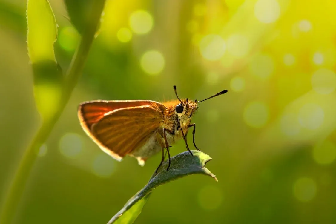 The least skipper in North America has a high brown color distribution with orange forewings and lighten veins.