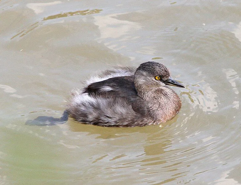 Least grebe facts which are interesting and fun.