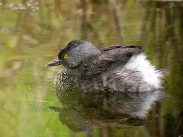 Least grebe birds have yellow eyes, black bill along with brown feathers on their body.