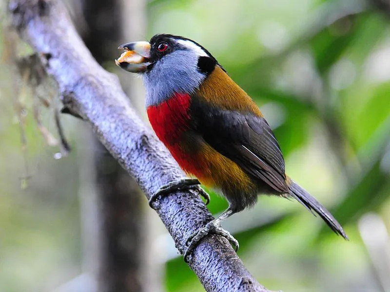 The toucan barbet is affected by feather mites.