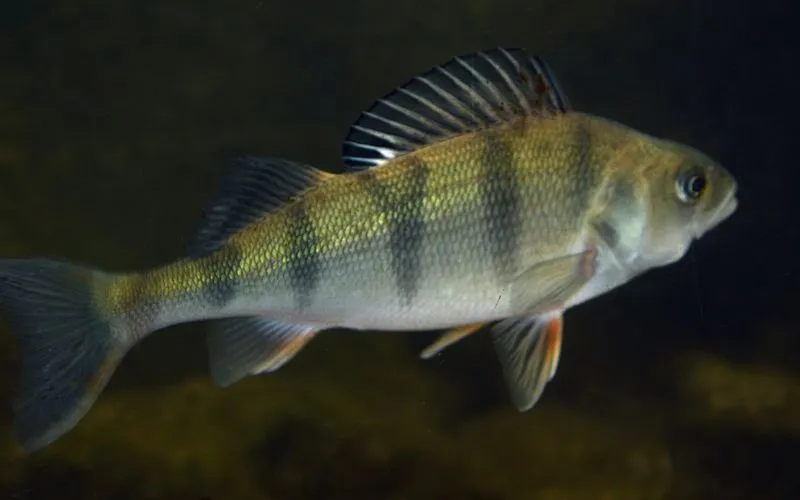 The European perch is also known as redfin.
