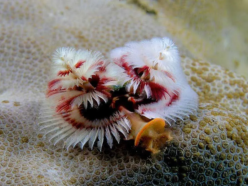 83  Are christmas tree worms endangered  for Desktop Background Wallpapers