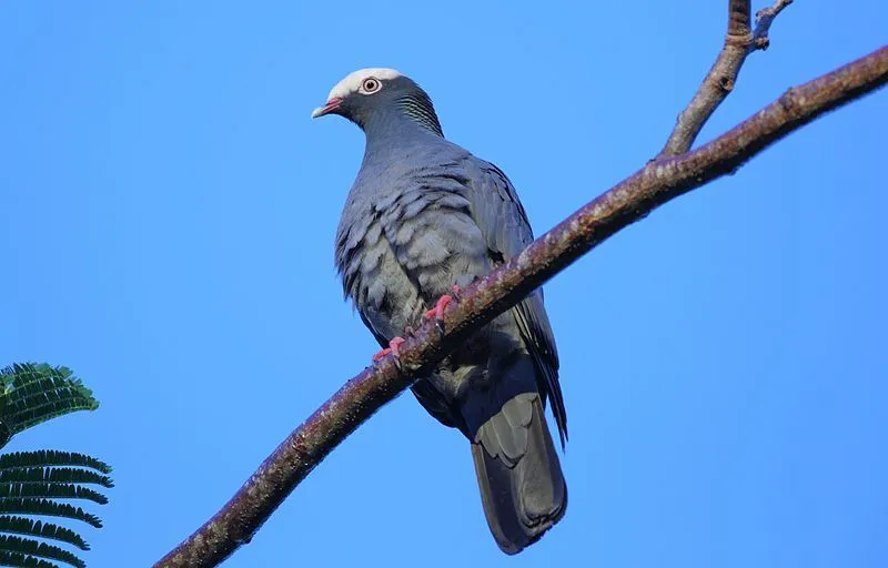 White-crowned pigeon facts; it is a strict frugivore and can fly great distances over water.