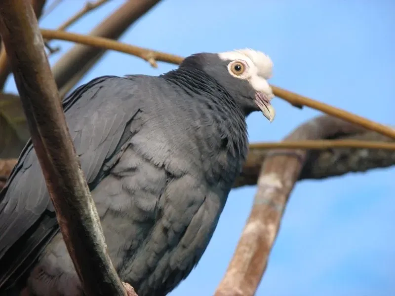 The best bird guide to know about this stocky white-capped pigeon of the Caribbean.