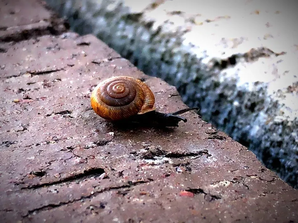 Did You Know 17 Incredible Dot Snail Facts