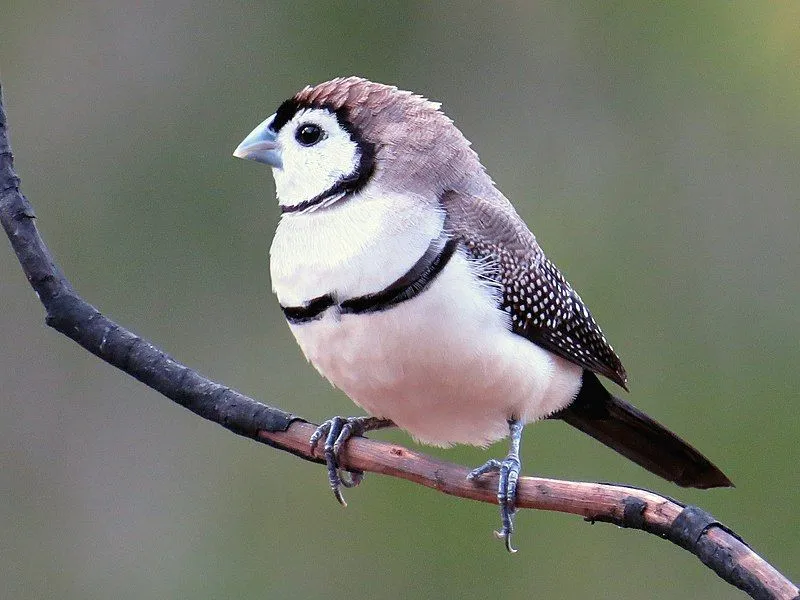A Double-barred finch is a long munia-like bird with a white face with a black border.