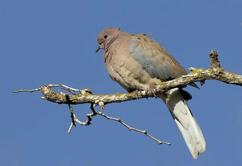 Laughing doves have a black band around their neck.