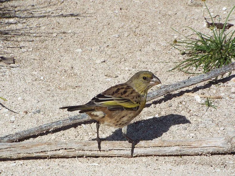 The Laysan finch has a yellow and gray body-color.