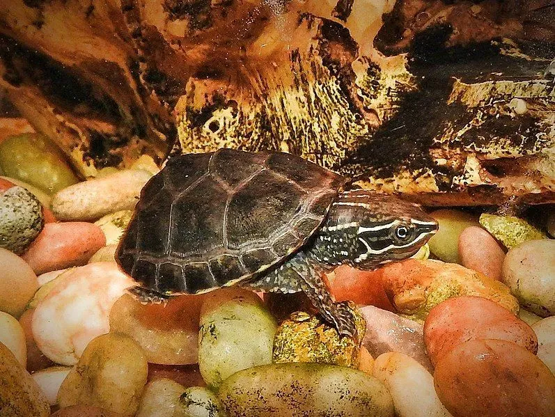 Stinkpot turtles have a greenish, dark body coloration.
