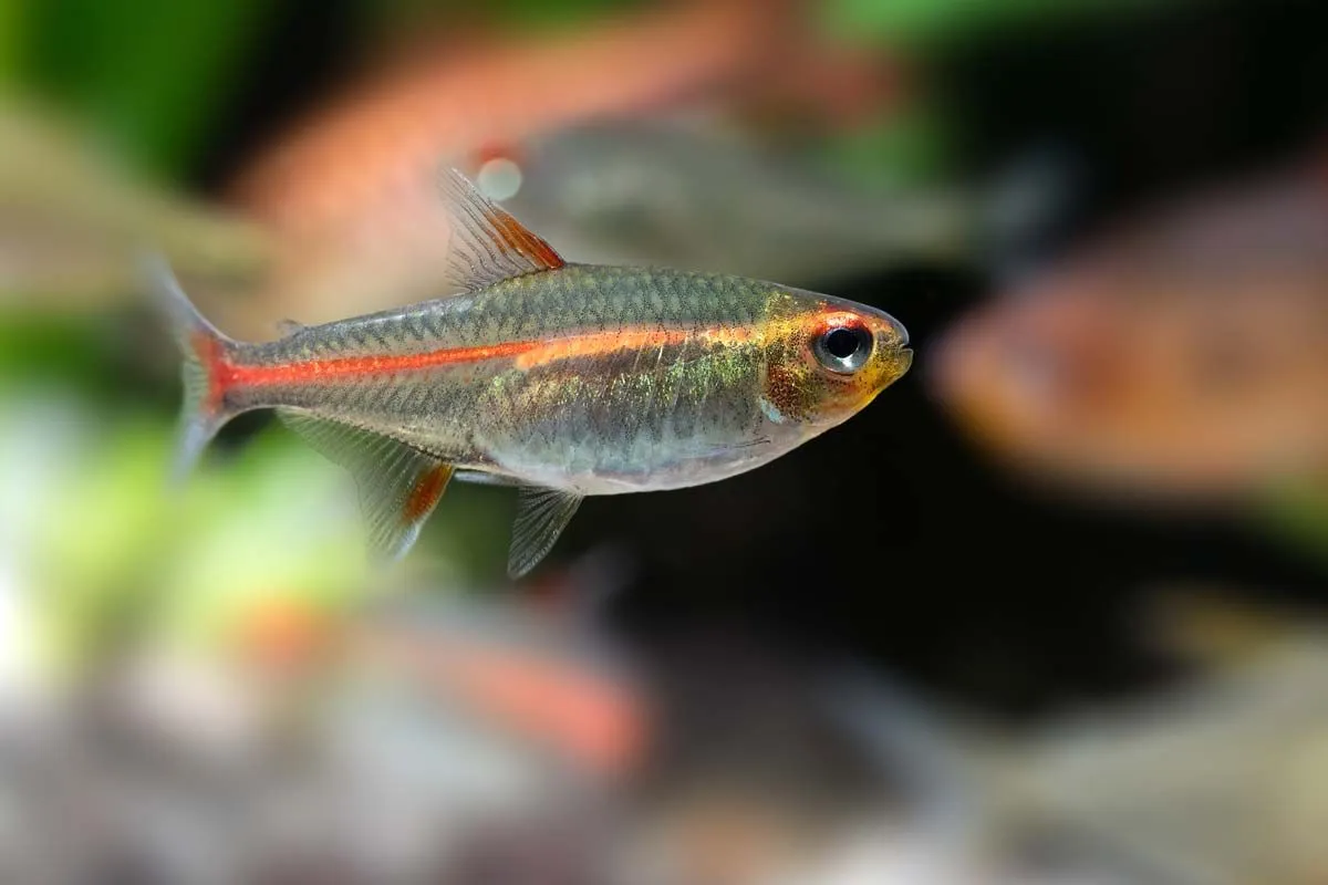 Glowlight tetra facts tell us these tropical fish show wonderful iridescent neon colors under certain lighting