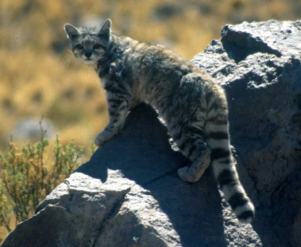 These Andean mountain cat facts that will amaze you.