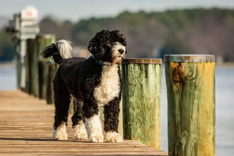 Dog lovers will love these Portuguese water dog facts.