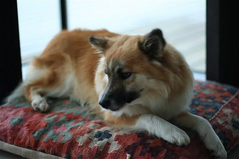 An Icelandic Sheepdog is covered by two thick coats.