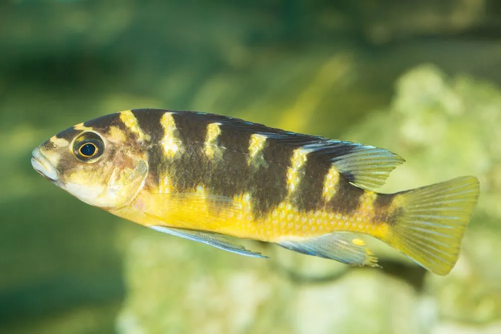 Bumblebee cichlid facts about this mouthbrooder species are interesting.
