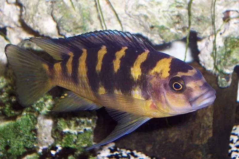 Bumblebee cichlid requires frequent water changes.