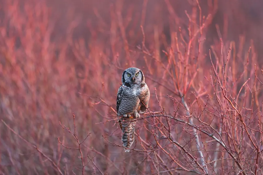 Read these northern hawk owl facts about this fearless bird.