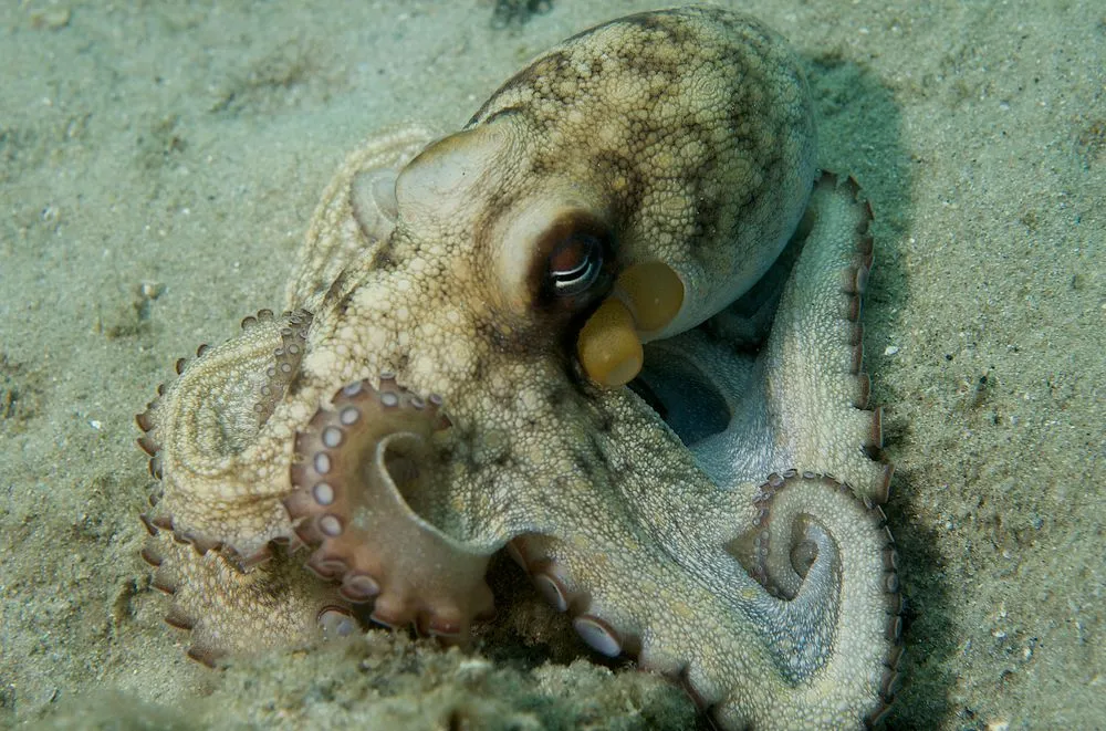 Interesting Caribbean reef octopus facts that will make you love them more.