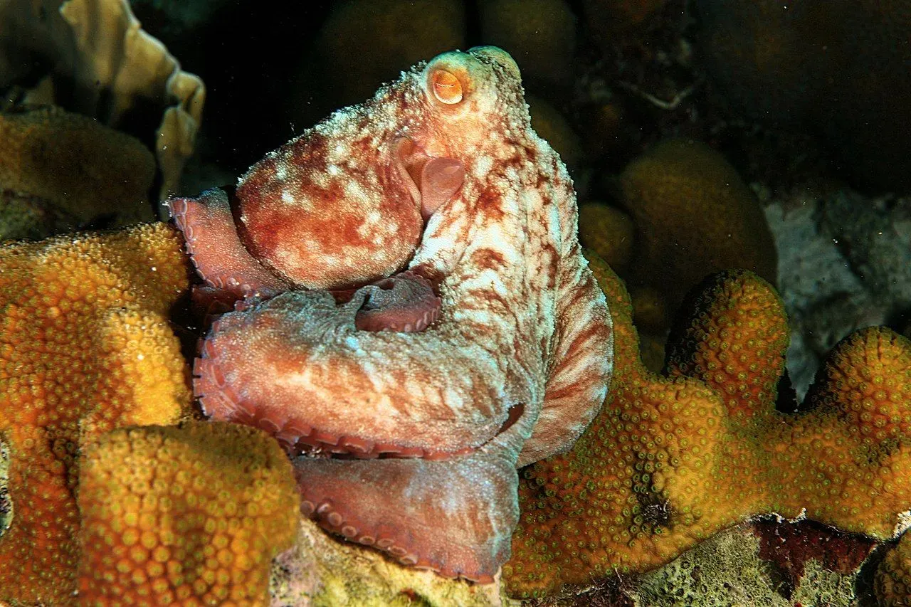 Amazing Caribbean reef octopus facts that will make your day.
