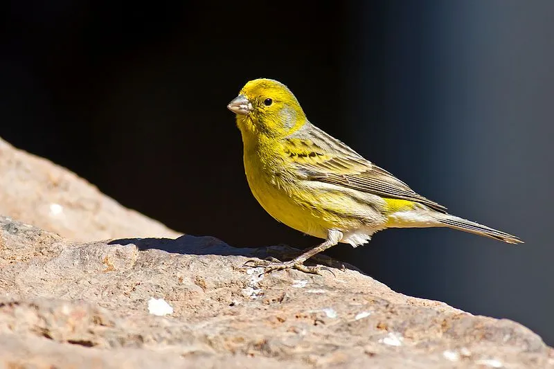 There are two classifications of the Gloster canary: Coronas with crest head sand Consorts with flat heads.