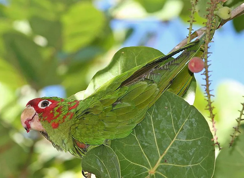 The mitred parakeet are vivid green with bright red feathers