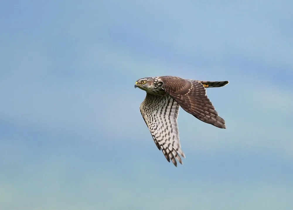 Japanese sparrowhawk facts on species endemic to southeast Asia.