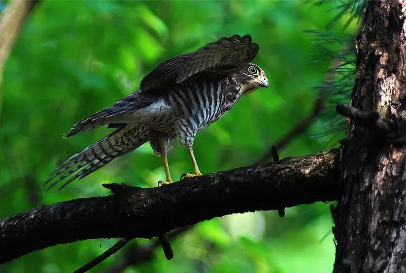 Japanese sparrowhawk (Accipiter gularis) have barred underwings, dark brown upperparts, and female larger than males.