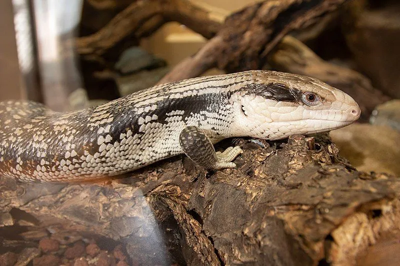 The eastern blue tongued lizards have bright blue colored tongues!