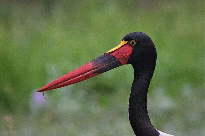 The tropical saddle-billed stork genus has only two species.