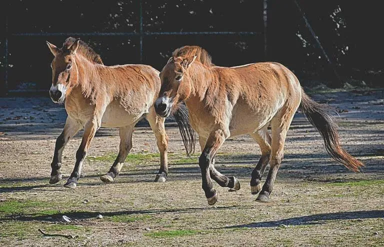 These rare wild horse facts would make you love them.