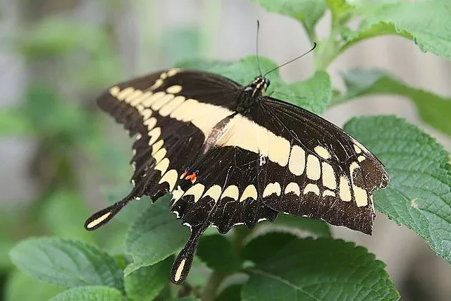 Giant swallowtail butterfly information is amusing!