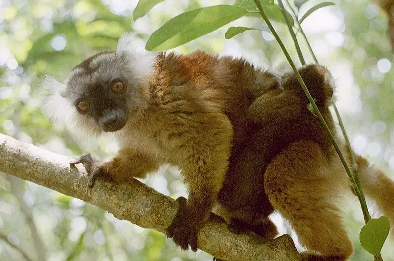 The black lemur rubs the toxics excretion of millipedes on their fur as they act as insecticides.