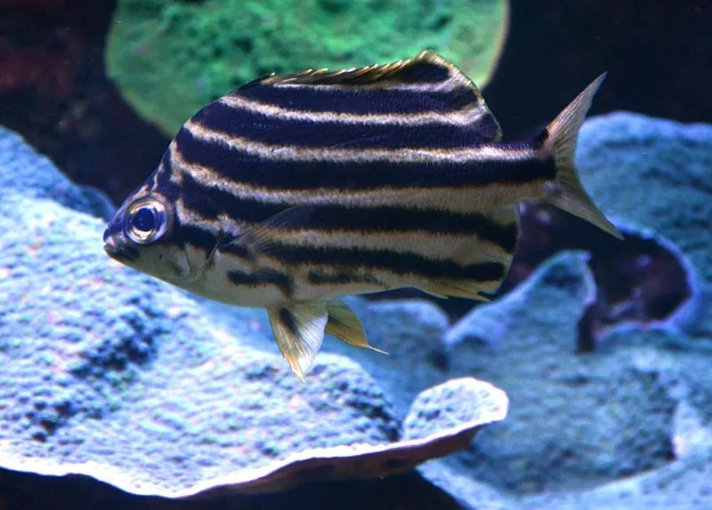 The stripey is famous aquarium fish for its stipes.