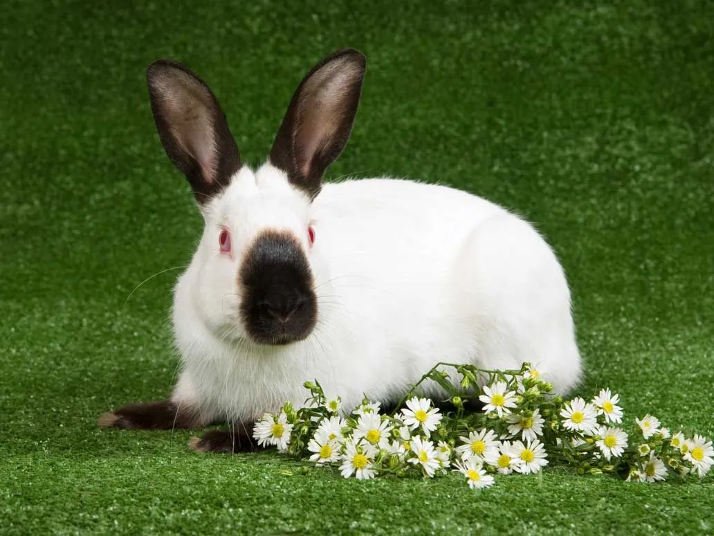 Himalayan rabbit facts shed light on this cute rabbit breed