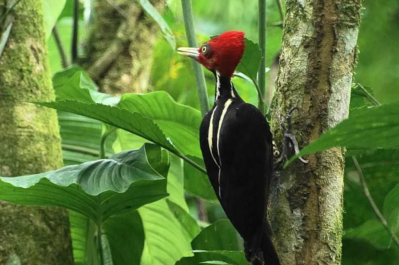 (The pale-billed woodpecker, Campephilus guatemalensis, is among Central America's biggest and most stunning billed woodpeckers