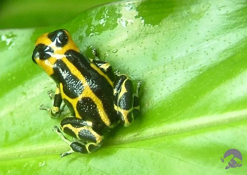 The mimic poison dart frog is a tiny brightly colored poison frog (Ranitomeya imitator). Their vivid colorations are variable and will change depending on which poison dart frog it is imitating.