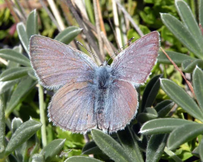 Here are some cool Mission blue butterfly facts about the vibrant and Endangered butterfly found in San Francisco, California.