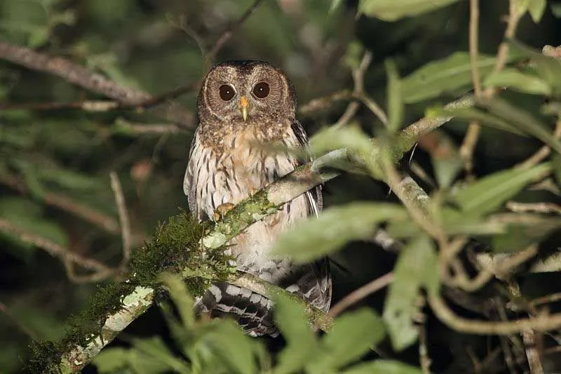 The mottled owl is a tropical American medium-sized owl.