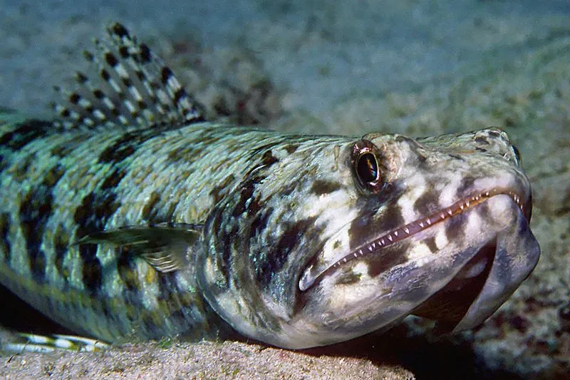 Lizardfish move in groups while they catch their prey.