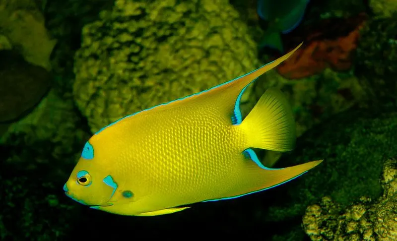 The multicolor angelfish is definitely a looker in an aquarium you put them in!