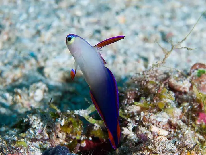 The elegant firefish is a sleek and slender fish. The head is usually purple in a whitish or yellowish body and the fins have longitudinal colored patterns
