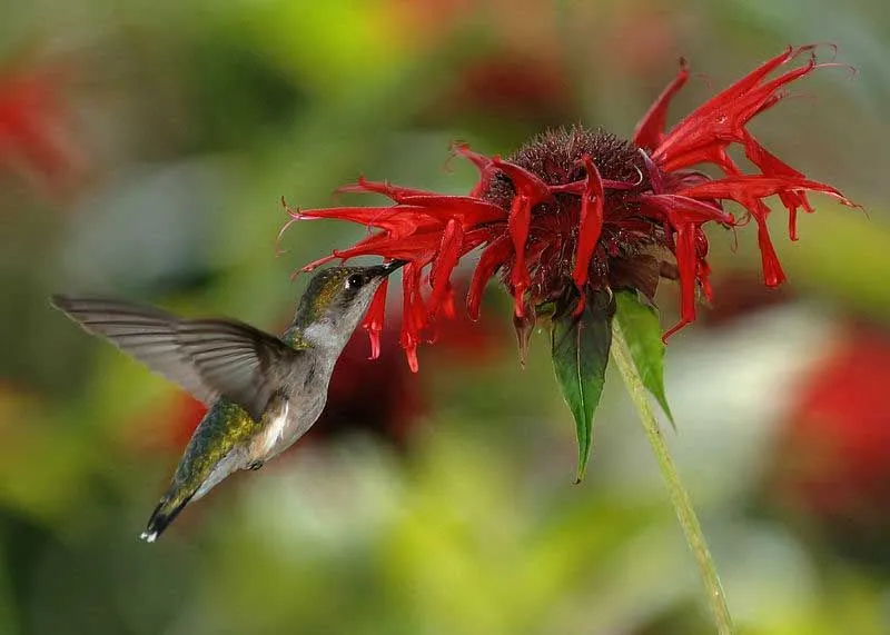 The ruby-throated hummingbird can consume twice their body weight every day