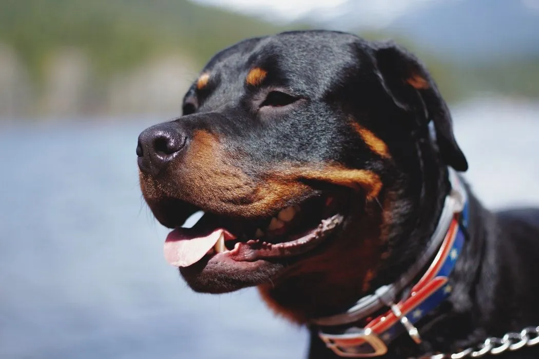 The Rottsky is a mix of intelligent two breeds, which makes them a smart breed.