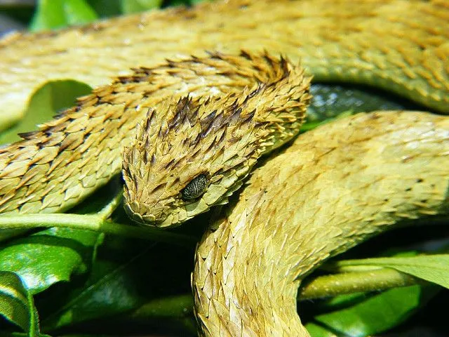 These rare spiny bush viper facts would make you love them