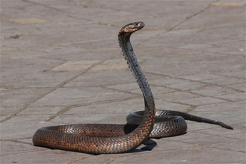 The Arabian cobra has beautiful colors which helps it to camouflage smoothly into its surroundings.